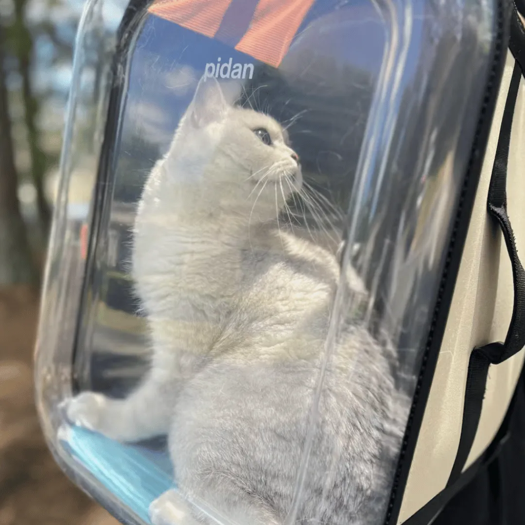 Curatepet Window Backpack Pet Carrier