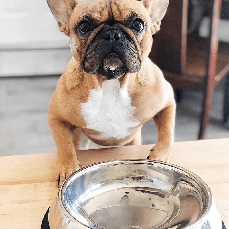 Enhanced Pet Bowl For Boxers