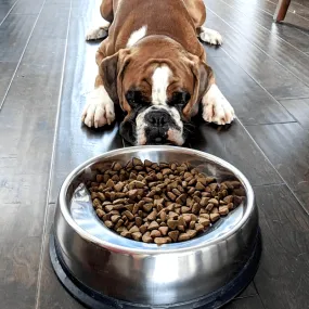 Enhanced Pet Bowl For Boxers