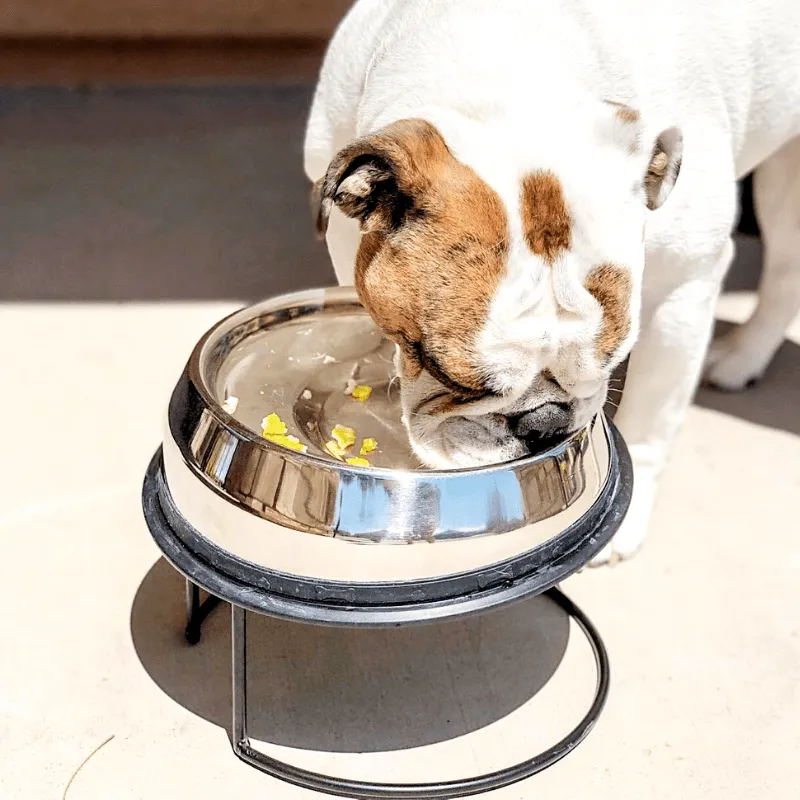 Enhanced Pet Bowl For English Bulldog