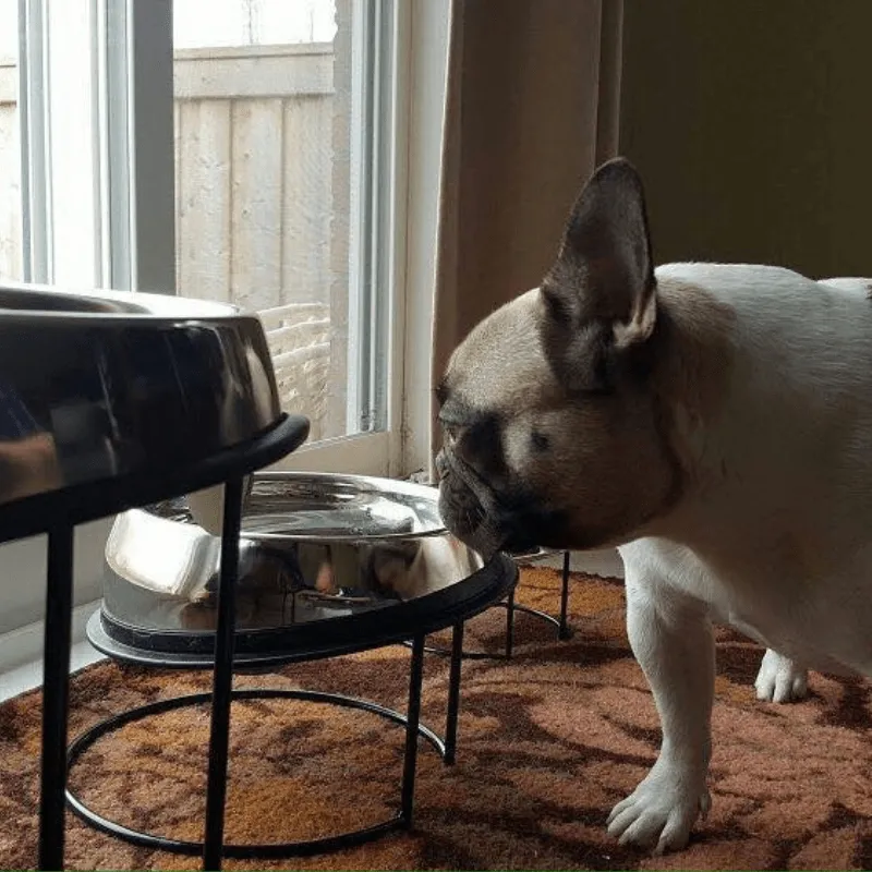 Enhanced Pet Bowl For French Bulldog