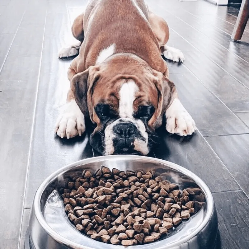 Enhanced Pet Bowl For Mastiff