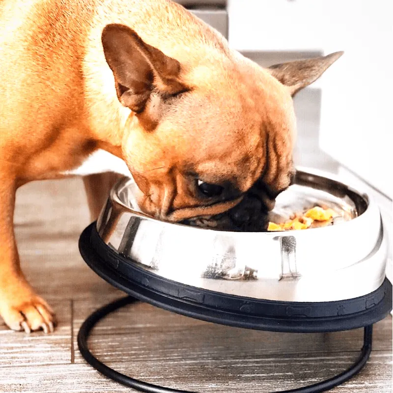 Enhanced Pet Bowl For Shih Tzu